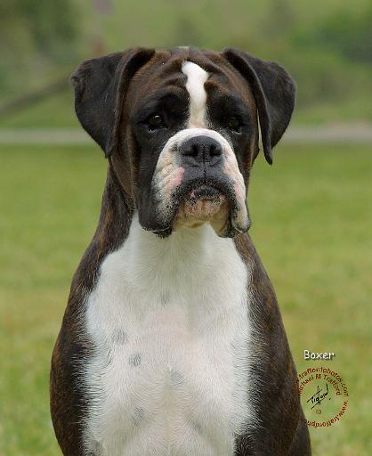 Boxer 9R014D-029.JPG